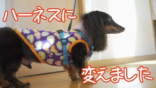 【17歳と14歳老犬カニンヘンダックスVlog】シドは首輪からハーネスに変更しました。ハキハナというブランドのハーネスです。とても良い装着感です。