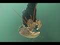Des crustacs pour la 1re du bord  perros guirec  chasse sous marine cote darmor bretagne