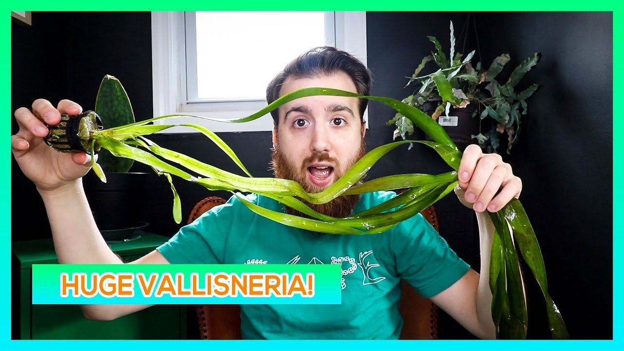 RUBY RED JUNGLE VAL, CONTORTION VAL, ITALIAN VAL AQUARIUM PLANT CARE