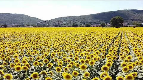Dove stanno i girasoli?