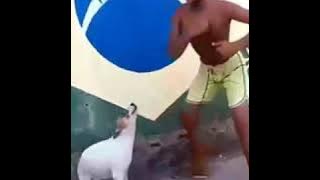brazilian dog dancing