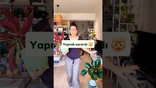 En Alt Yaprak Sararıyorsa ➡️🌿💚