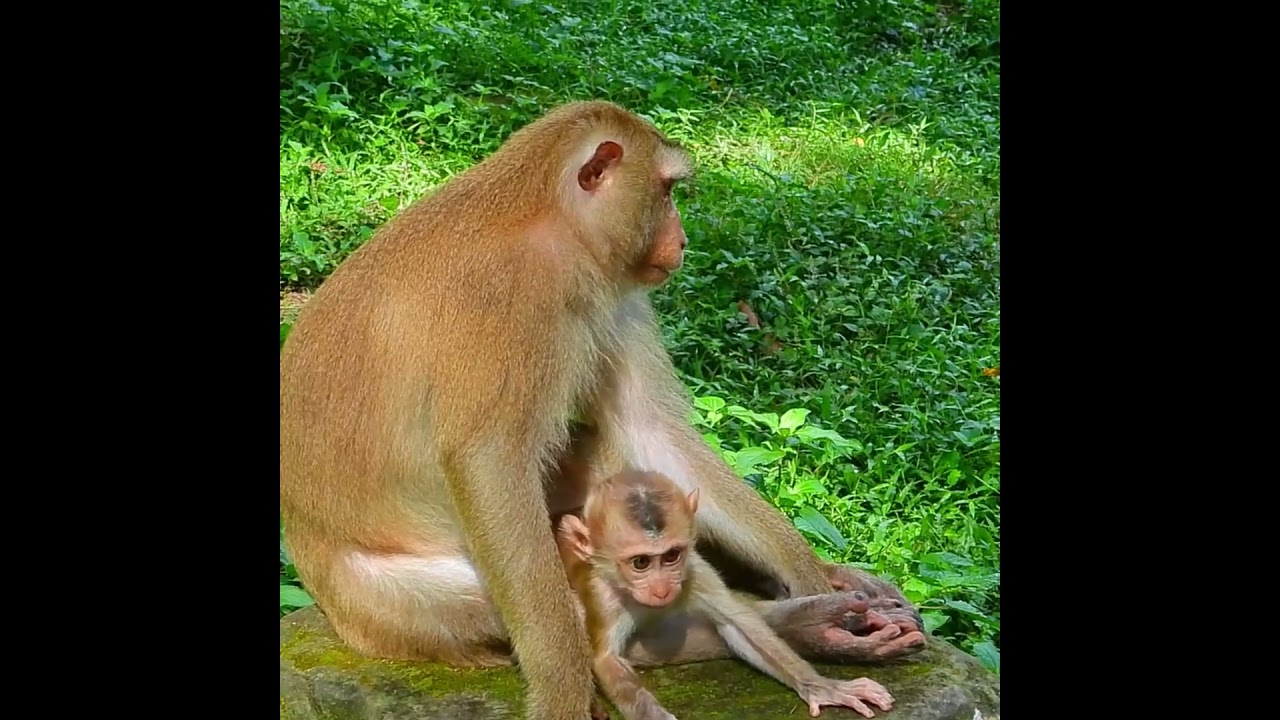 So itchy to groom baby on it its chin 