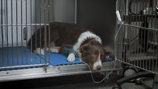 What Mystery Illness Is Killing Dogs in Michigan?