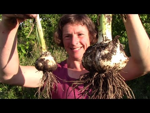 Video: Interesting Large-fruited Species And Varieties Of Garlic