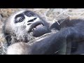 父親に触れられて笑顔を見せるキンタロウ⭐️ゴリラ Gorilla【京都市動物園】Kintaro who seems to be laughing when touched by Dad.