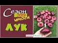 Лук репчатый и порей. Итог сезона 2019