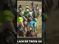 Massamba waly dialen #horse #courseshippiques #courseshippiques #afrique