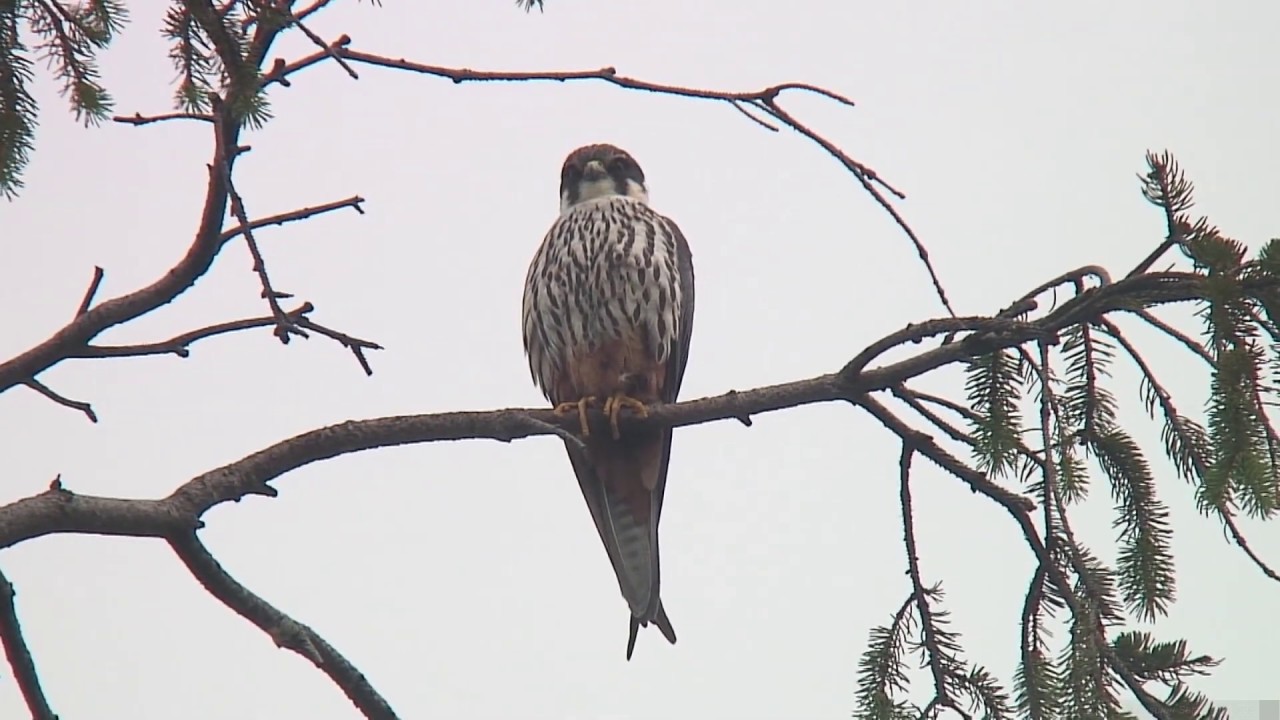 チゴハヤブサ 2 夏鳥 旭川市 Eurasian Hobby Wild Bird 野鳥 動画図鑑 Youtube チゴハヤブサ 2 夏鳥 旭川市 Eurasian Hobby Wild Bird 野鳥 動画図鑑 Youtube