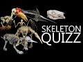 SKELETON QUIZZ 🦴🦴🦴