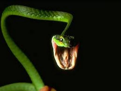 As Cobras mais venenosas do Brasil