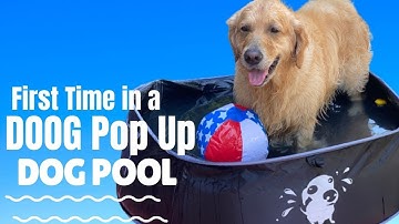 Golden Retriever Dog in a DOOG Pop Up Dog Pool