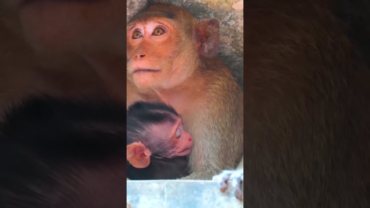 Ep666 Cute Monkeys That Will Melt Your Heart 
