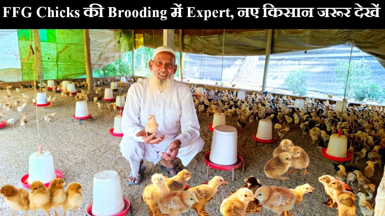 FFG Chicks की Brooding करके 5-6 हज़ार बच्चे हर महीने बेचते है,FFG Chicks brooding full information