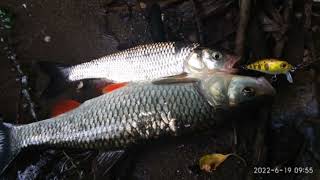 Голавлиный дуплет на Пахре!!! FAMILY FISHING #99#
