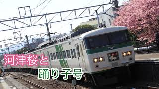 2021 2月中旬　【河津町の河津桜と踊り子号】