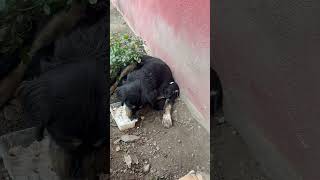 Yeni Misafirlerimiz🤗