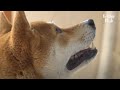 Shiba Dog Who Brought The Ghost With Him? Is It True He's Seeing Ghosts? (Part 2) | Kritter Klub