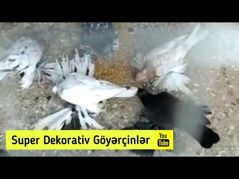 Super Dekorativ Göyərçinlər. 🕊️ (Super Decorative)