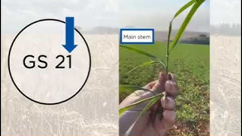 Zadoks - Tillering Formation in Wheat