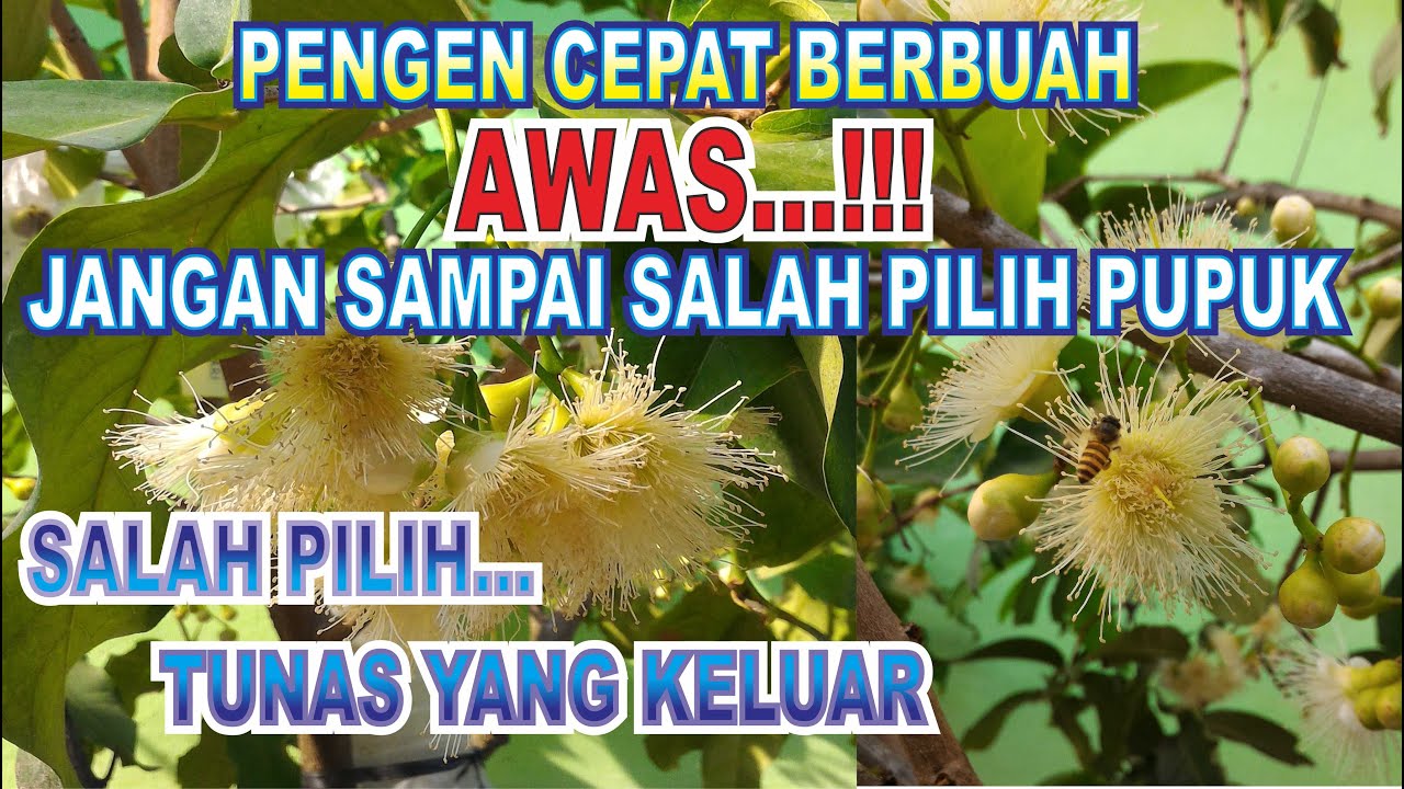 teknik pemupukan agar jambu air cepat berbuah