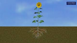 Animation 10.5 Transport in plants