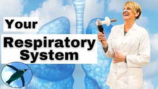 Intro RESPIRATORY SYSTEM | A&P Basics 🐧🫁🐧 screenshot 5