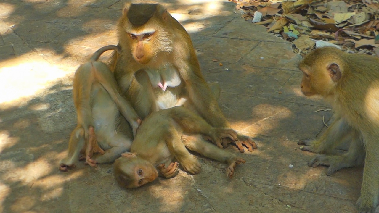 Rainbow comes for Lynx as a babysitter after Luna rejects grooming him more
