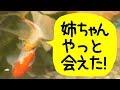 【庭の池】金魚2匹目池に投入！ 1匹目の金魚の反応が… #238 2019.5.12