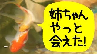 【庭の池】金魚2匹目池に投入！ 1匹目の金魚の反応が… #238 2019.5.12