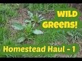 Wild Greens: Homestead Haul 1 with dandelion, cleavers, plantain, dock, cress and rocket mustard