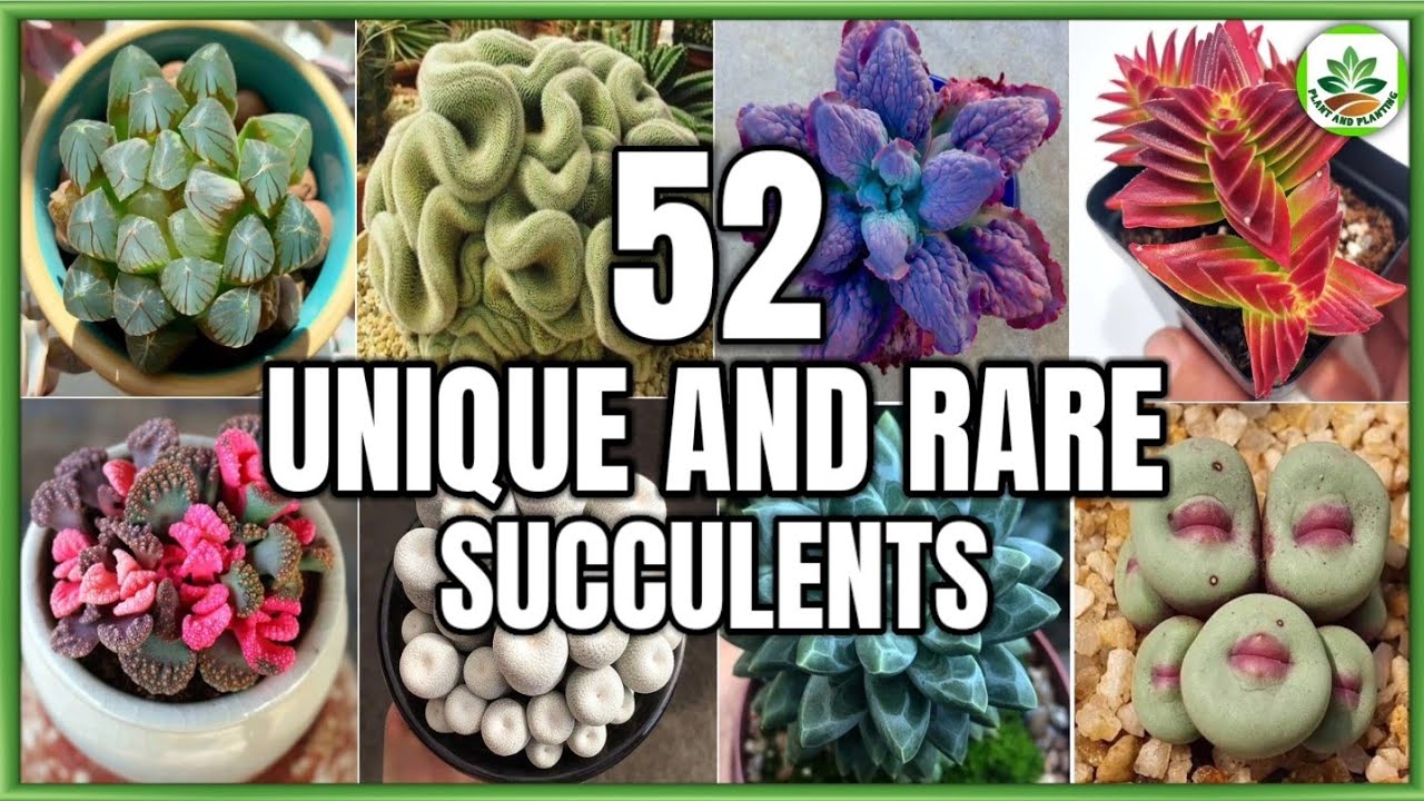 52 Unique Succulents | Rare and Strange Succulent types/varieties | Plant and Planting