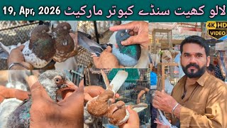 Lalukhet Sunday birds market || high flyer pigeon video Rates update Hindi/Urdu 