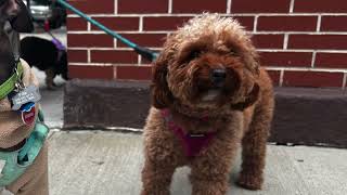 Dog Walker NYC Upper East Side 2 Hour Group Walks For Small Dogs The K-9 Club