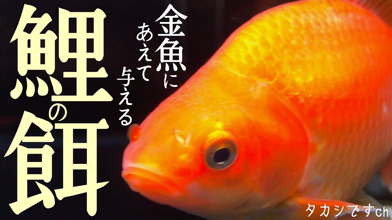 金魚の飼い方 金魚の餌より鯉の餌 和金飼育 巨大化計画 Youtube