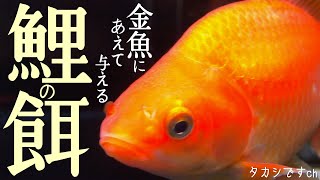 【金魚の飼い方】金魚の餌より鯉の餌？ 和金飼育 巨大化計画