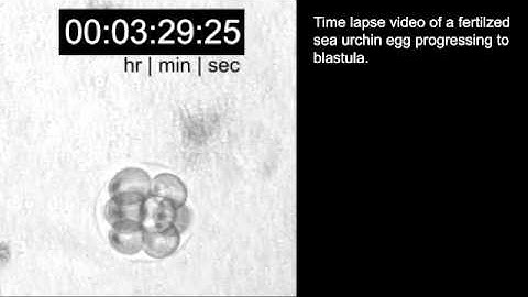 Time-lapse video of fertilized sea urchin egg developing to bastula