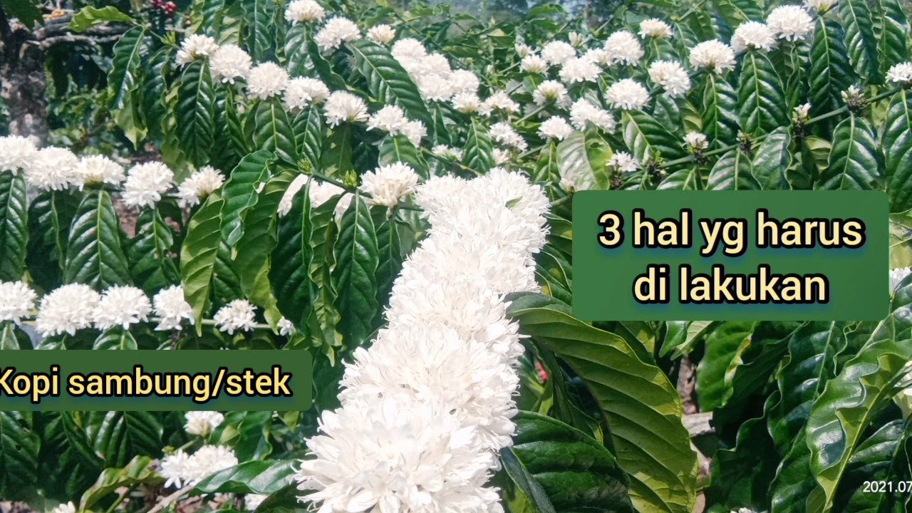 3 hal yg harus di lakukan menjelang pasca pembungaan