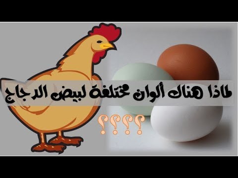 فيديو: لماذا تختلف ألوان بيض الدجاج