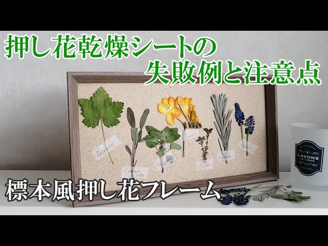 押し花乾燥シートの失敗例と注意点標本風押し花フレーム - YouTube