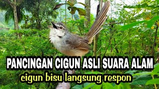 PANCINGAN CIGUN ASLI SUARA DI ALAM  DIJAMIN LANGSUNG RESPON