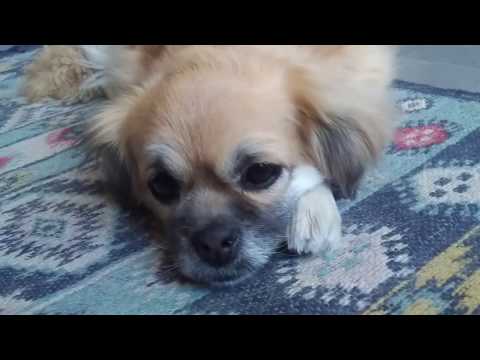 Тибетский спаниель / Кое -что о породе и о Киви в частности )) / Tibetan spaniel