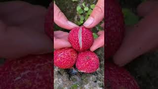 Farm Fresh Fruit Lychee