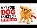 Why Your Dog Shakes Off When They're Not Wet (It's More Than You Think)