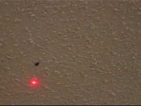 spider chases laser pointer youtube