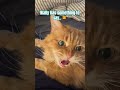 Wally Has Something To Say рџ Ѓ Wally Has Something To Say рџ Ѓ