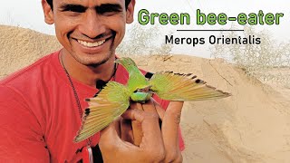 Green BeeEater |Merops Orientalis|