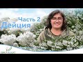 Цветущие кустарники которые не радуют.Часть 2. Дейция