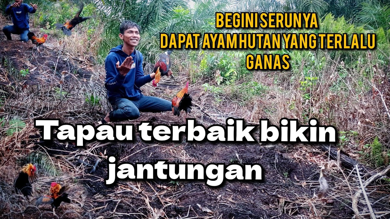 tapau terbaik-mikat ayam hutan-dapat ayam paling ganas