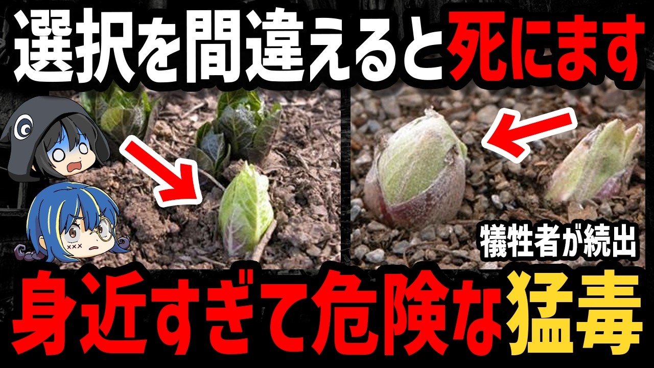 【ゆっくり解説】絶対に近づくな！身近すぎてヤバい毒５選